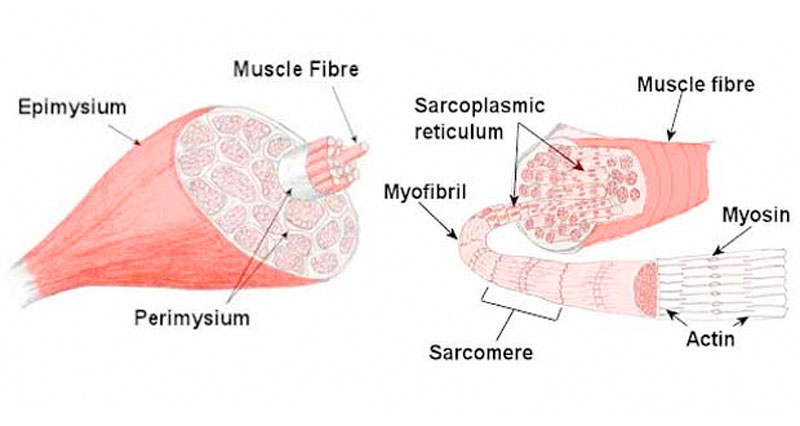 人体肌肉结构