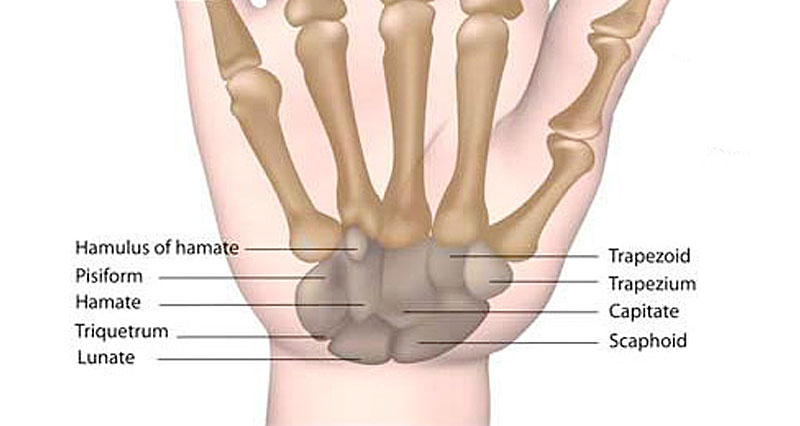手腕解剖学