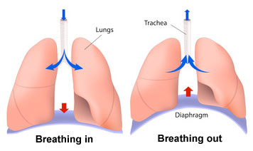 喘不过气,呼吸力学