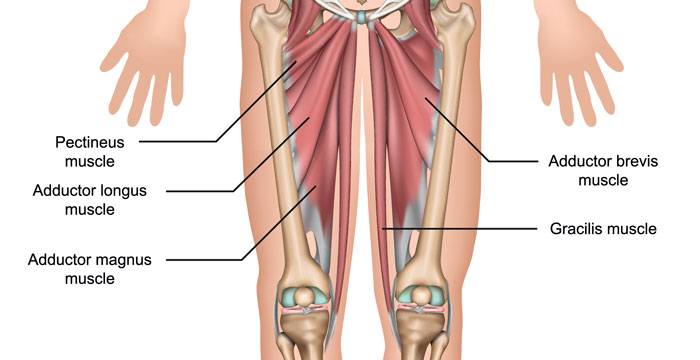 腹股沟内收肌的肌肉图